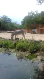 ProjektZoo2018